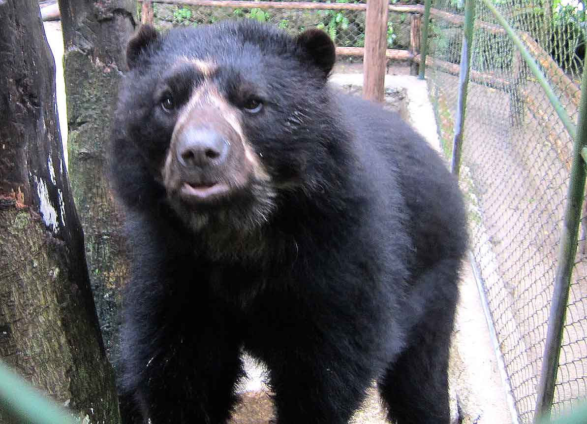 O Urso de Óculos, ou Urso Andino é o único urso da América do Sul