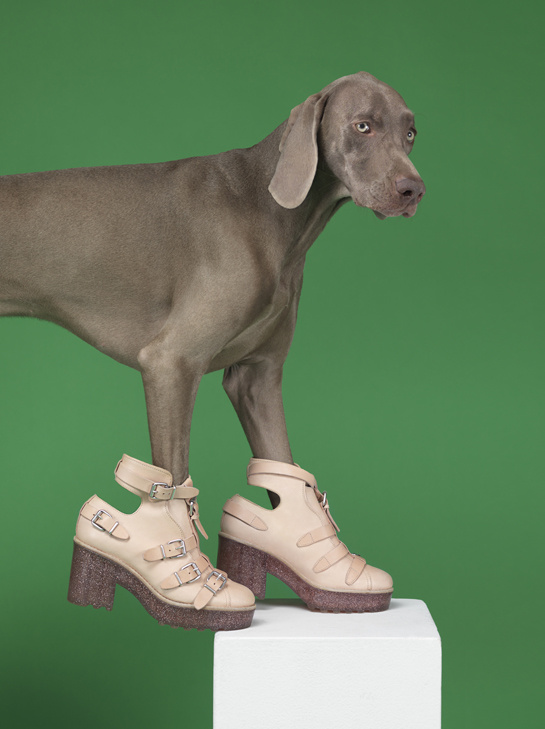 acne william wegman chien braques de weimar  182455972 north 545x