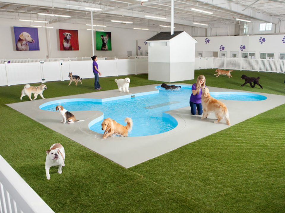 Aeroporto de N.York terá resort para pets