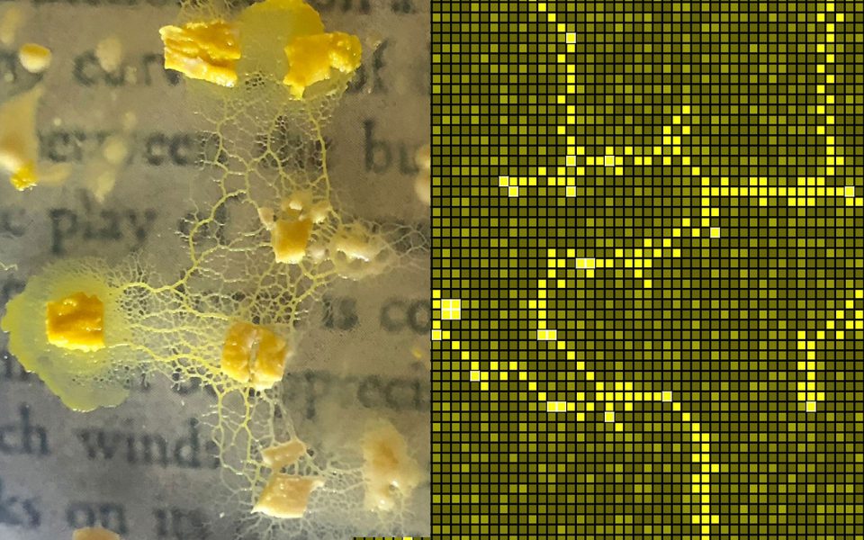 Culturas Degenerativas ganha o Lumen Prize