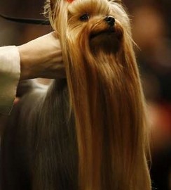 132nd Westminster Kennel Club Dog