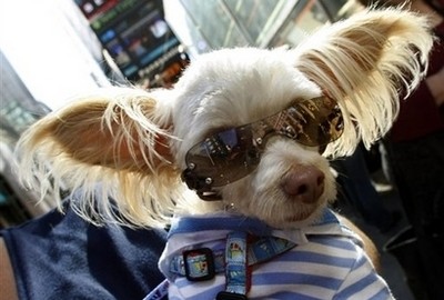 O cão pára-quedista