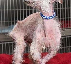 Você sabe a origem dos filhotes à venda nas pet shops?