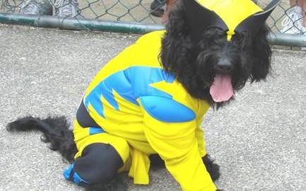 Agora tem até cachorro!