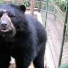 O Urso de Óculos, ou Urso Andino é o único urso da América do Sul