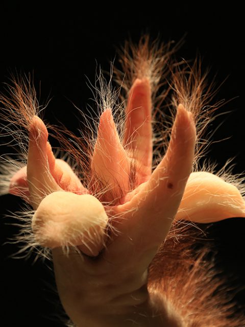 Últimos dias para ver ComCiência de Patrícia Piccinini