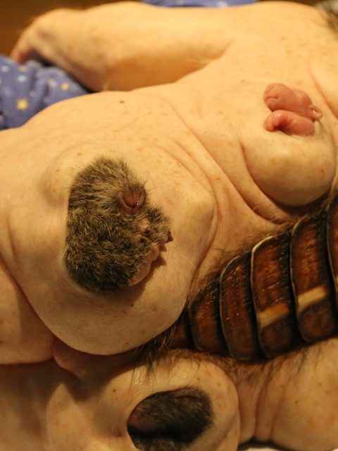 Últimos dias para ver ComCiência de Patrícia Piccinini