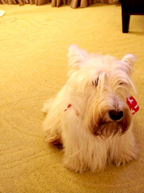 Sheraton Grand Rio Hotel & Resort é a dica do Bits para réveillon