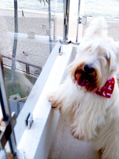 Sheraton Grand Rio Hotel & Resort é a dica do Bits para réveillon