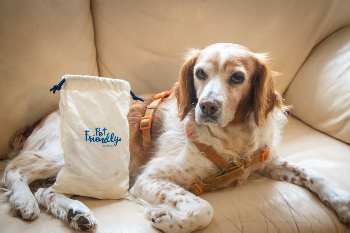 Meliá embarca na hospitalidade para pets