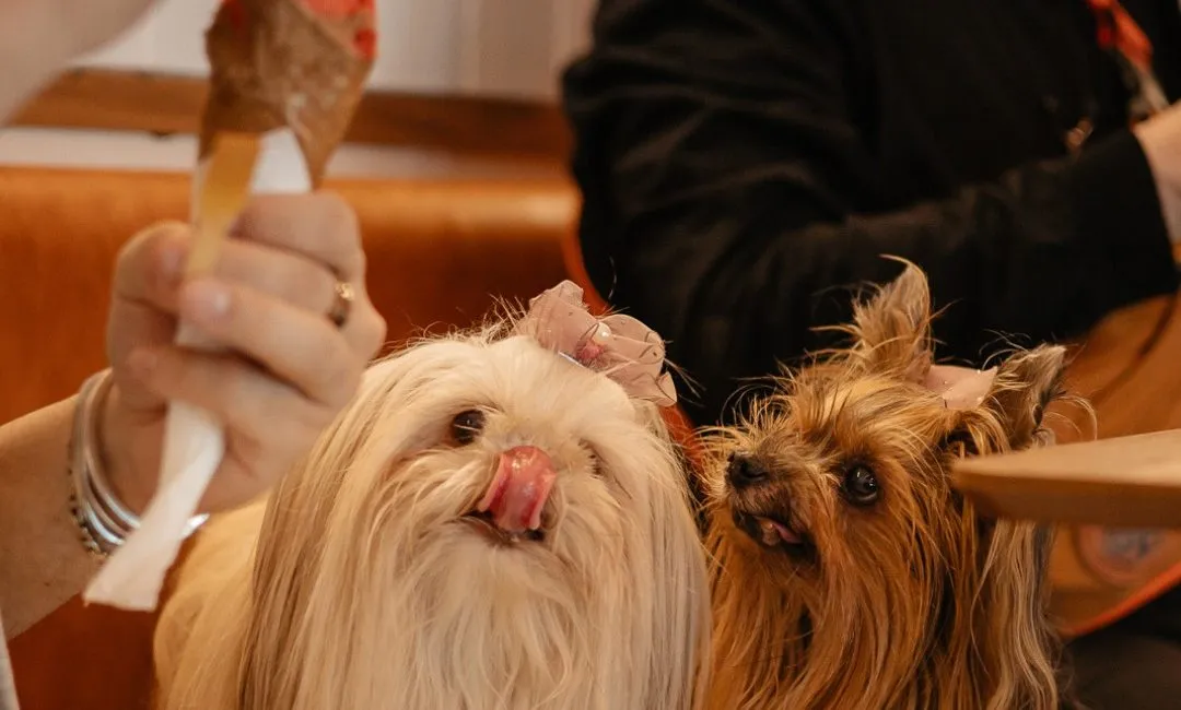 Gelateria Miracolo lança os "pup cups", sorvetes para pet