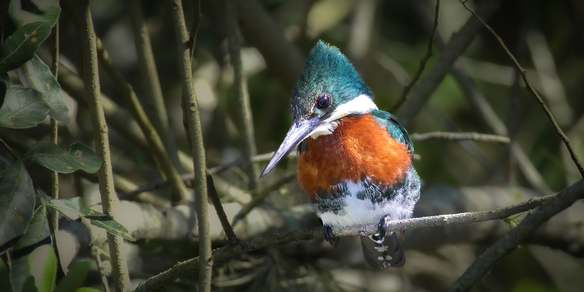 Birdwatching na Serra Catarinense